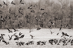 Geese in Flight Near Yellow Springs, PA � Dave Hickey